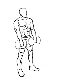 Biceps Curl Reverse with Dumbbells 4 Biceps Curl Reverse with Dumbbells 1