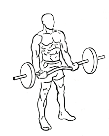 EZ Bar Curl with Barbell 1