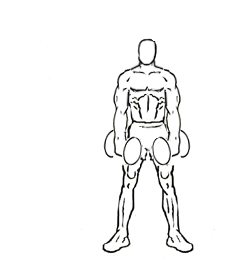 Lateral Lunge with Bicep Curl using Dumbbells 4 Lateral Lunge with Bicep Curl using Dumbbells 1