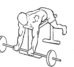 Lying High Bench Biceps Curl with Barbell 4 lying high bench biceps curl 1