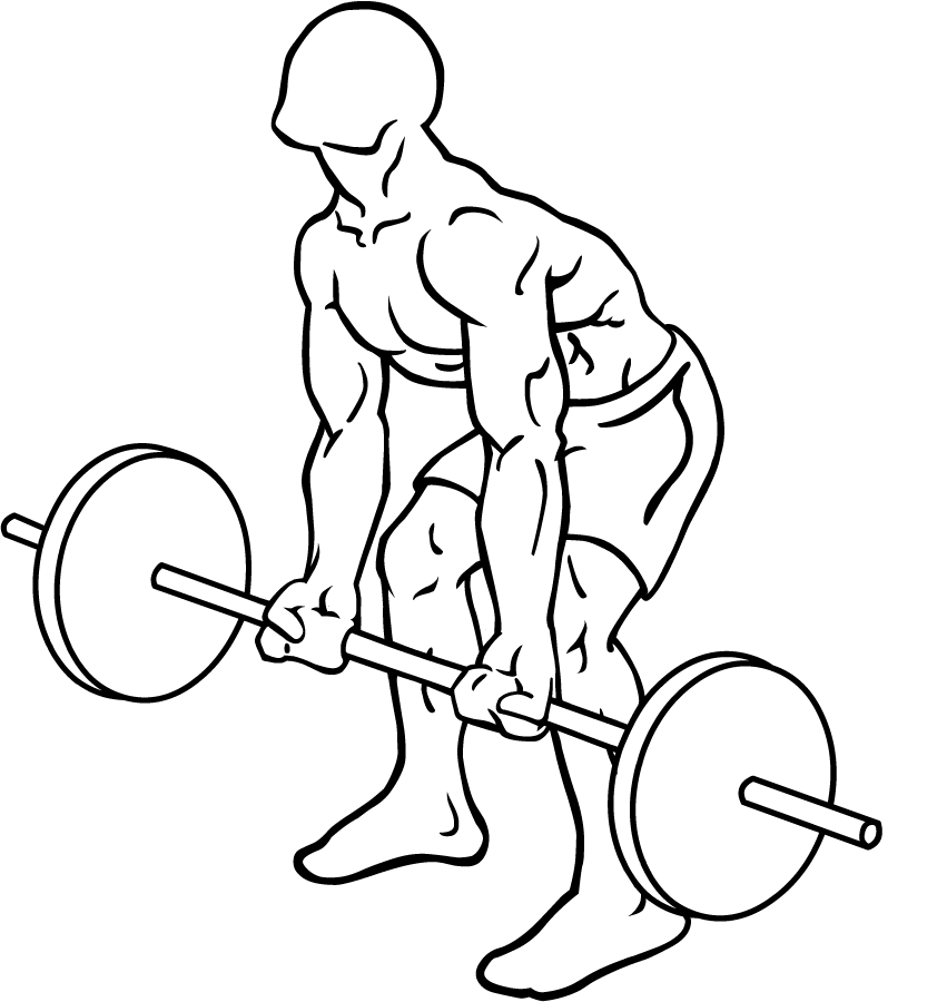Reverse Grip Bent Over Barbell Row 2 Reverse Grip Bent Over Barbell Row 1