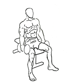 Seated Bicep Curl with Dumbbell 1