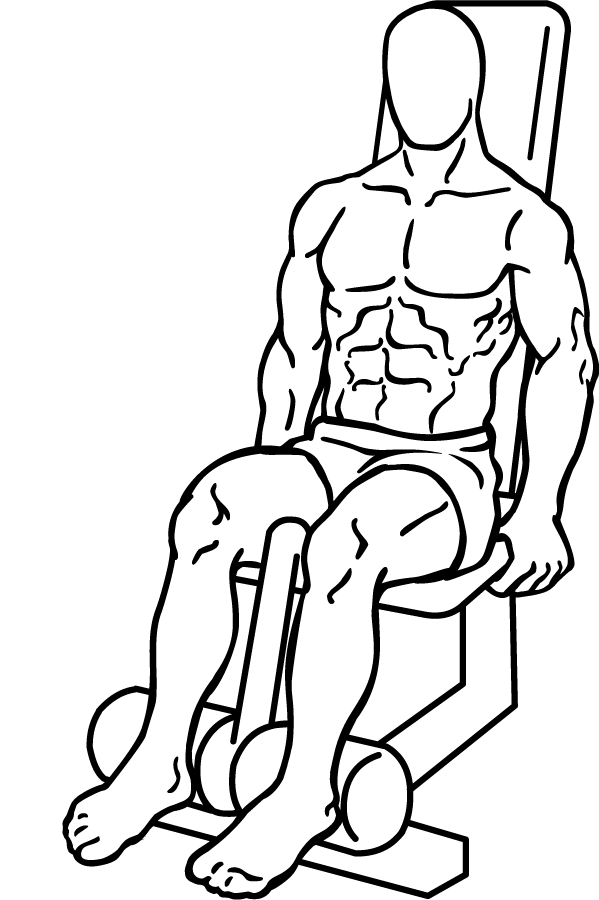 seated leg curl 1