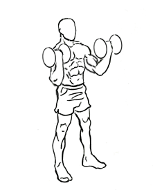 Standing Inner Biceps Curl with Dumbbells