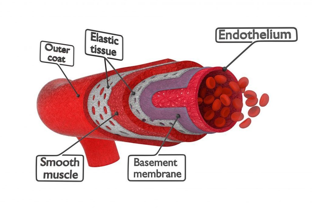 OMEGA-3 Fatty acids may improve arterial flexibility 2 shutterstock 357941948 1 1030x687