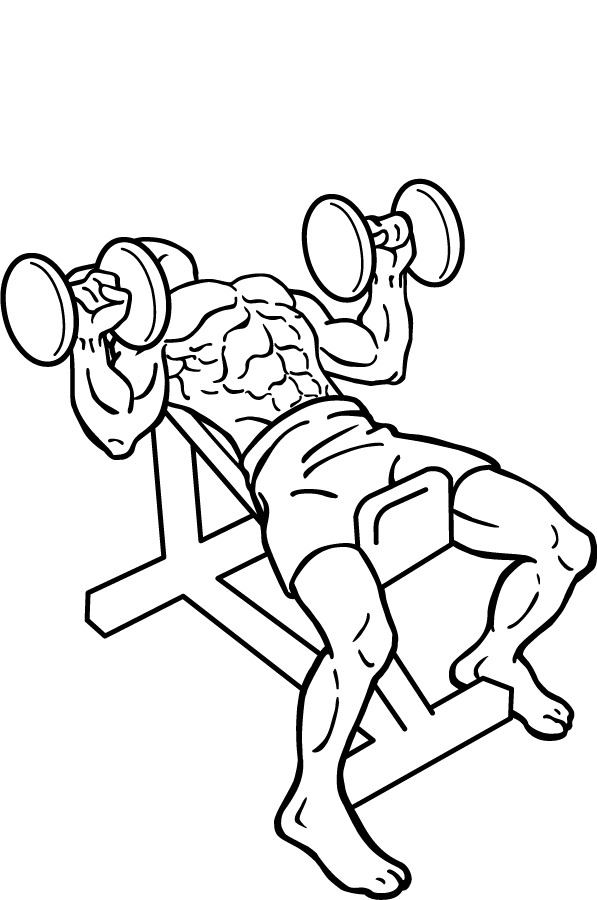Incline Shoulder Press Dumbbell 2 Incline Shoulder Press Dumbbell