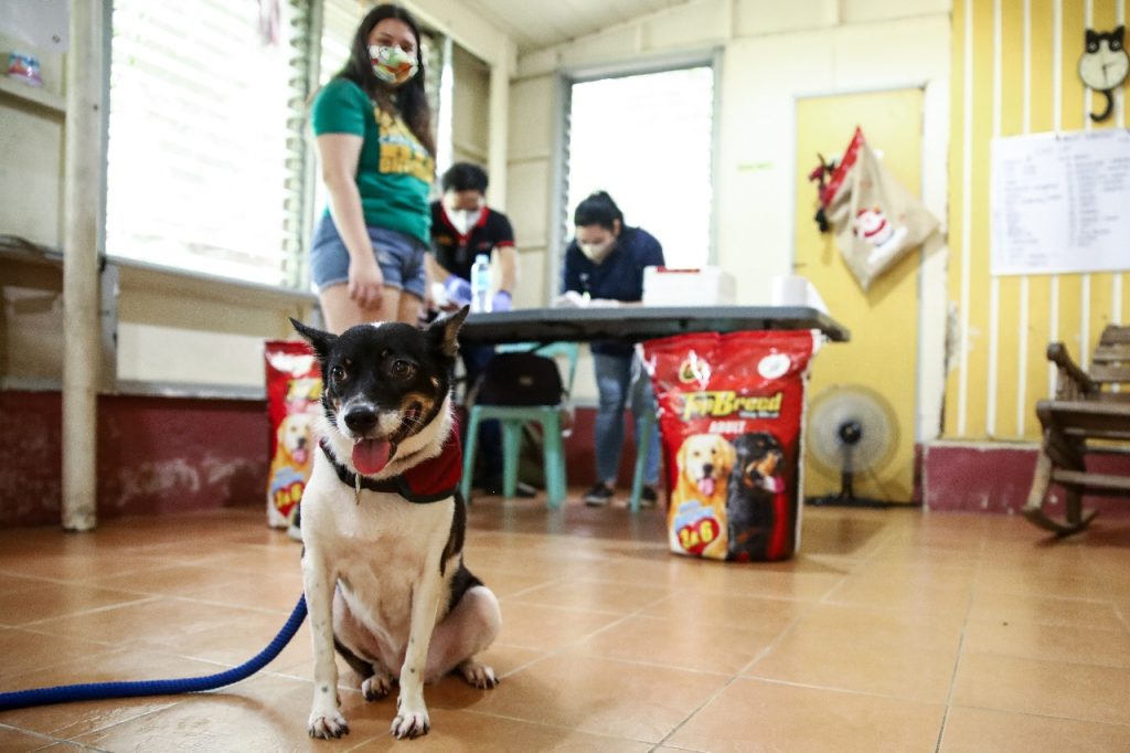 UP Doggo Day 2020 3 upscaled